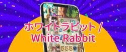 ホワイトラビット/ White Rabbit